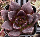 Close-up of Echeveria 'Black Prince' plant with dark purple leaves in a pot.