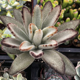 Close-up of a Kalanchoe tomentosa plant with fuzzy texture and brown edges.