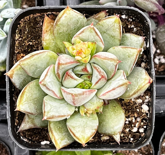 Echeveria 'Glory' in a pot with a blurred background