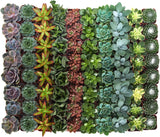 Collection of various succulent plants in pots arranged in a grid pattern.