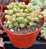 Potted Crassula brevifolia plant with green and pink leaves in a red pot.