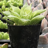 Haworthia retusa var. acuminata plant in a black pot with blurred background