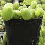 Senecio herreanus plant in a black pot with water droplets on leaves.