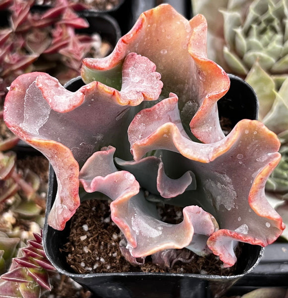 Echeveria Alta May