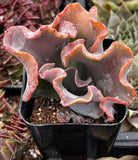 Echeveria Alta May
