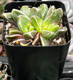 Faumatium Hybrid plant in a black pot with a blurred background