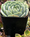 Echeveria 'Abalone' plant in a black pot with blurred background