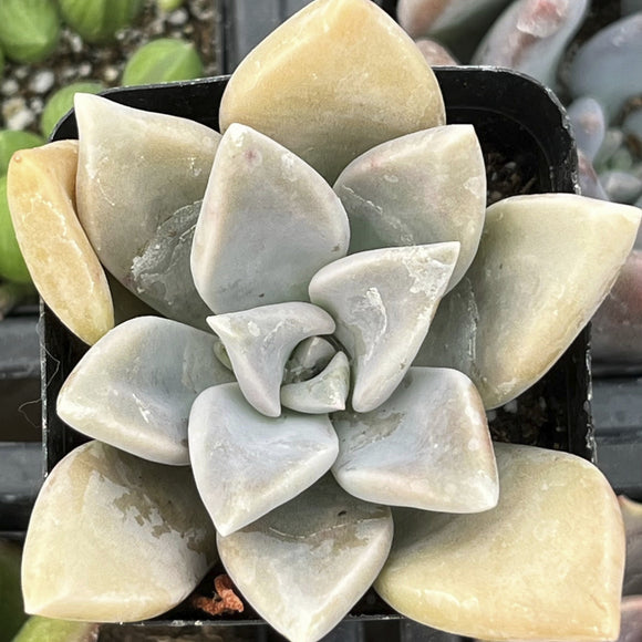 Close-up of a Graptopetalum 'Claret' plant with layered leaves in a pot.