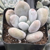 Moonstones Pachyphytum with rounded, light-colored leaves in a pot with brown soil.