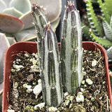 Small Senecio stapeliiformis plant in a red pot with soil and small stones, surrounded by other plants.
