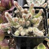 Small Rhipsalis baccifera subsp. horrida plant in a black pot with a blurred background of other plants.