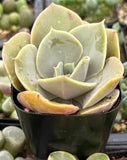 Close-up of Echeveria 'Lolita'  plant with green leaves