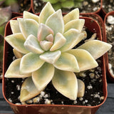 Graptopetalum paraguayense f. variegata in a pot with a blurred background