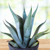 Potted Agave franzosinii plant on a wooden surface with a blurred natural background
