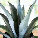 Close-up of a potted Agave franzosinii plant with green leaves and red tips.