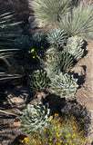 Globular cacti with spiky leaves and yellow flowers in a natural setting Agave potatorum 'Kichiokhan Marginata'