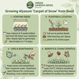 Step-by-step guide for growing Alyssum 'Carpet of Snow' from seed by Urban Garden Seeds.