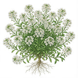 Illustration of ALYSSUM Seeds, Carpet of Snow on a white background