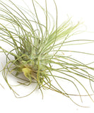 Tillandsia Argentea Fuchsii