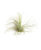 Tillandsia Argentea Fuchsii on a white background