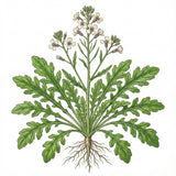 Illustration of a ARUGULA Seeds, Rocket and small flowers on a white background
