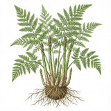 Illustration of ASPARAGUS Seeds, Mary Washington