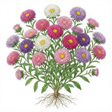 Illustration of a bouquet of pink, purple, and white flowers with green leaves on a white background. ASTER Seeds, Powder Puff Mix