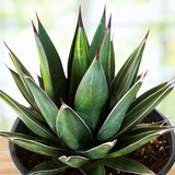 Potted Arizona Smiles Agave plant with green leaves and red accents on a blurred background
