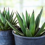 Two potted Arizona Smiles Agave succulents with pointed leaves in gray pots on a blurred green background