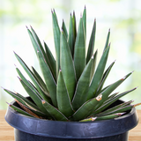 Potted Arizona Smiles Agave on a wooden surface with a blurred natural background