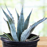 Potted Agave americana plant on a wooden surface with a blurred natural background