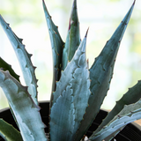 Close-up of a blue agave plant with a blurred green background