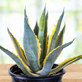 Potted Agave americana variegata plant with green and yellow leaves on a wooden surface.