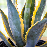 Close-up of a potted Agave americana variegata plant with green leaves and yellow edges.