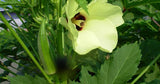 Abelmoschus Moschatus 20/500/2,500 Seeds, Hibiscus Fragrant Musk Mallow, Musk Okra