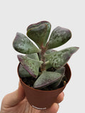 Calico Hearts Succulent