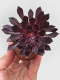 Hand holding Aeonium Black Rose 'Arboreum Zwartkop'