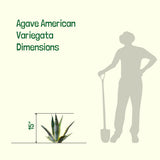 Agave American Variegata dimensions shown with a person silhouette and shovel for scale on a white background.