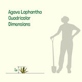 Silhouette of a person with a shovel next to an agave plant, showing dimensions.