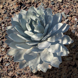 Succulent Agave parryi truncata plant with layered leaves on a rocky ground