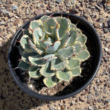 Agave potatorum 'Kichiokhan Marginata' plant with spiky leaves in a black pot on a gravel surface