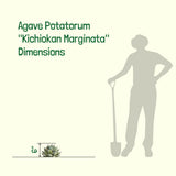 Silhouette of a person with a shovel next to an agave plant labeled 'Agave Potatorum Kichiokan Marginata'.