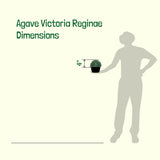 Silhouette of a person holding a potted plant with dimensions labeled, set against a light green background.