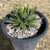 Potted succulent Variegated Queen Victoria Agave plant with green leaves in a black pot on a gravelly surface