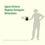 Silhouette of a person holding a potted plant with dimensions labeled, set against a white background. Variegated Queen Victoria Agave