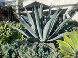 Large succulent Agave americana plant in a garden setting with buildings in the background