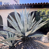 Spiky Agave americana plant in a garden with a building in the background