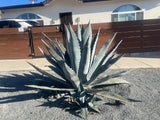 Spiky Agave americana plant in front of a house with a wooden fence
