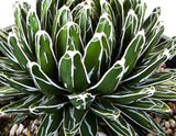 Close-up of a green succulent Queen Victoria Agave plant with white stripes