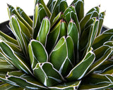 Close-up of a Variegated Queen Victoria Agave succulent plant with white stripes in a pot.